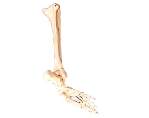 康人 足骨、腓骨與脛骨模型 KAR/11132