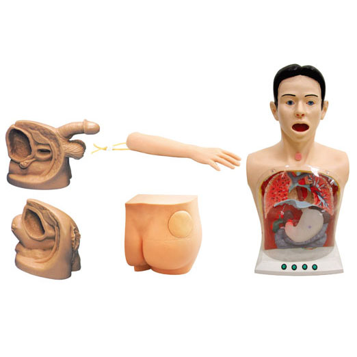  新型基礎(chǔ)護理實習(xí)操作模型（五部件）KAS-17  