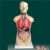  男、女兩性人體半身軀干模型KAR/10003D  